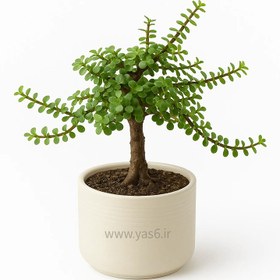 تصویر بونسای خرفه 