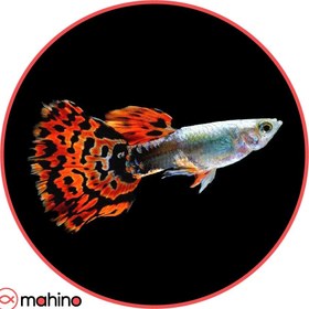 تصویر ماهی گوپی رد موزاییک (جفت) 