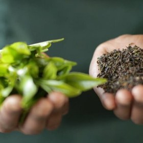 تصویر چای شهرزاد 500 گرمی کلاسیک بهترین چای هند ارزانترین قیمت چای شهرزاد نیم کیلویی را از بخرید 