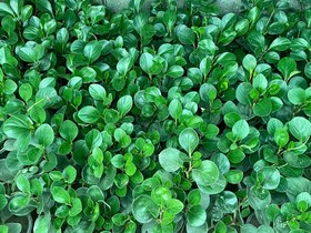 تصویر گل قاشقی (پپرومیا) Peperomia