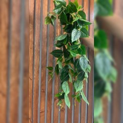 تصویر آویز گل مصنوعی پتوس لوکس 