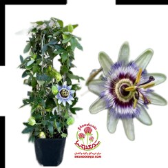 تصویر گیاه گل ساعتی 