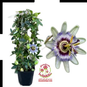 تصویر گیاه گل ساعتی 