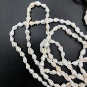 تصویر صدف ریسه ای حلزونی بزرگ 