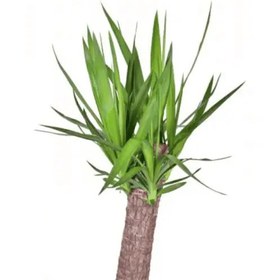 تصویر گیاه یوکا تنه دار 