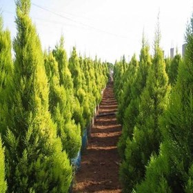 تصویر کاج لاوسون ساده و پیچ ( مته ای ) 