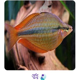 تصویر ماهی رمبو کراسینگ سایز 6 تا 8 سانت 