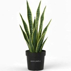 تصویر سانسوریا ابلق پر شاخه 