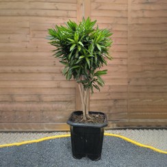 تصویر پیله موآ بونسای 