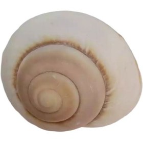 تصویر صدف مدل B28 حلزونی 