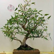 تصویر نهال اکالیپتوس 