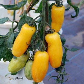 تصویر بذر گوجه موزی زرد طلایی 