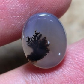 تصویر شجر قائن مصور 