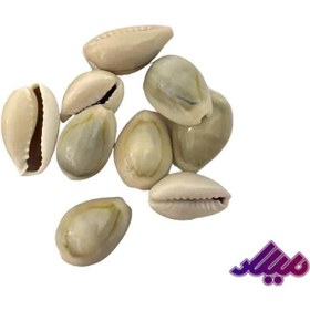 تصویر صدف کد 1170007 