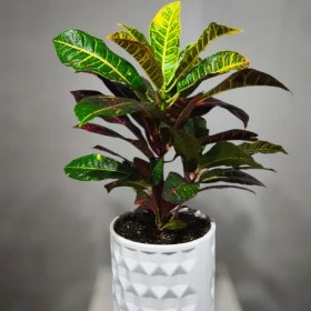 تصویر گیاه آپارتمانی کروتون 