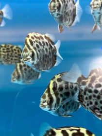 تصویر اسکات سبز 10 سانت 