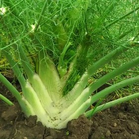 تصویر بذر رازیانه 20 گرمی 