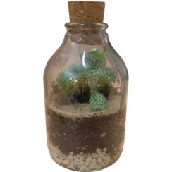 تصویر تراریوم آمازون 