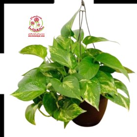 تصویر پتوس ابلق Epipremnum aureum