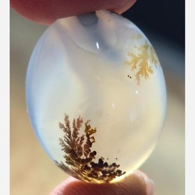 تصویر شجر قائن زیبا خاص 