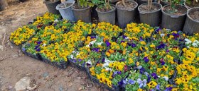 تصویر گل بنفشه گلدانی 