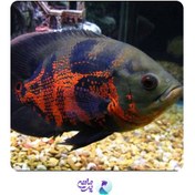 تصویر ماهی اسکار تایگر 5 تا 7 سانتی متری 