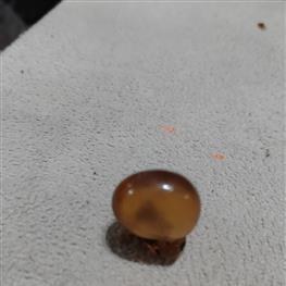 تصویر سنگ صمغ کهربا راف 