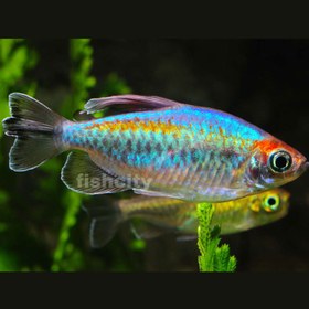 تصویر تترا کنگو 9 سانت 