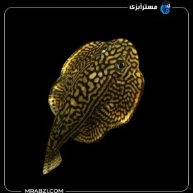 تصویر لوچ پروانه ای 