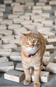 تصویر جاکلیدی پله 