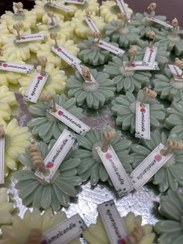 تصویر شمع گل بابونه 