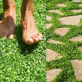 تصویر بذر چمن شبدر آفریقایی یا دایکوندرا 