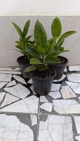 تصویر فیکوس ببری 