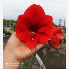 تصویر پیاز گل آماریلیس قرمز هلندی - با پاجوش 