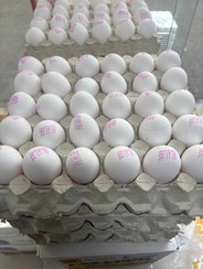 تصویر تخم مرغ پیرینتی تازه 