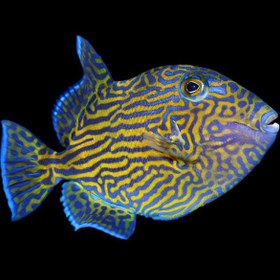 تصویر ماشه ماهی خط دار - Bluelined Triggerfish 