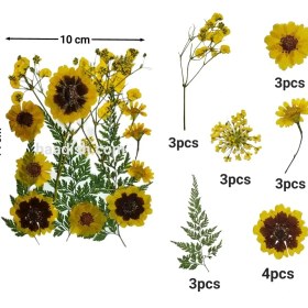 تصویر پک گل خشک وارداتی 