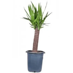 تصویر فروشگاه گلخانه فردوس