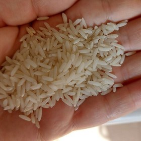 تصویر برنج مجلسی(بنام) کشت تابستان1402.برنج خیلی کمیاب و مرغوبیه 
