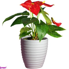 تصویر گیاه طبیعی آنتوریوم کد AS-23-4 