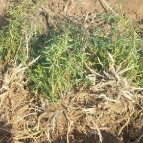 تصویر ریشه ترخون عمده 