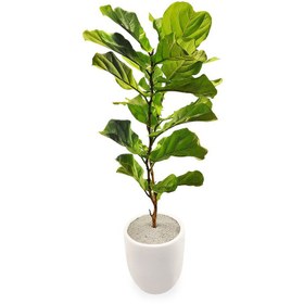 تصویر گیاه طبیعی فیکوس آفریقایی گلیتال مدل GTL132 