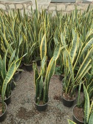 تصویر محصول: سانسوریا ابلق 