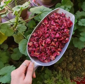 تصویر چای قرمز 