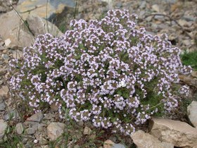 تصویر بذر گل آویشن 