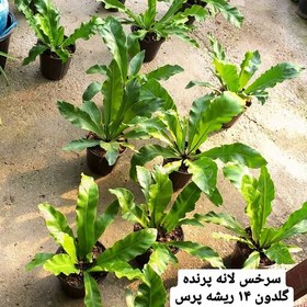 تصویر سرخس فرن یا سرخس لانه پرنده ارسال با باربری و یا تیپاکس هزینه به عهده مشتری و پس کرایه 