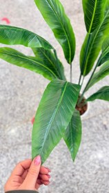 تصویر درختچه ی پرنده بهشتی 