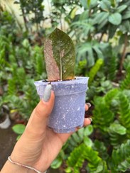 تصویر قلمه تک برگ زاموفیلیا شرابی 