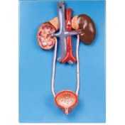 تصویر مولاژ دفع ادرار 1 تکه 