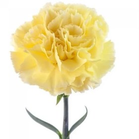 تصویر بذر میخک زرد 40 عددی 